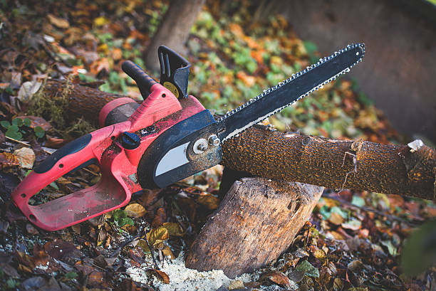 How Our Tree Care Process Works  in  Canfield, OH